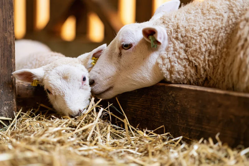 Adult ewe and young lamb pressing heads together while feeding on hay in a wooden barn pen