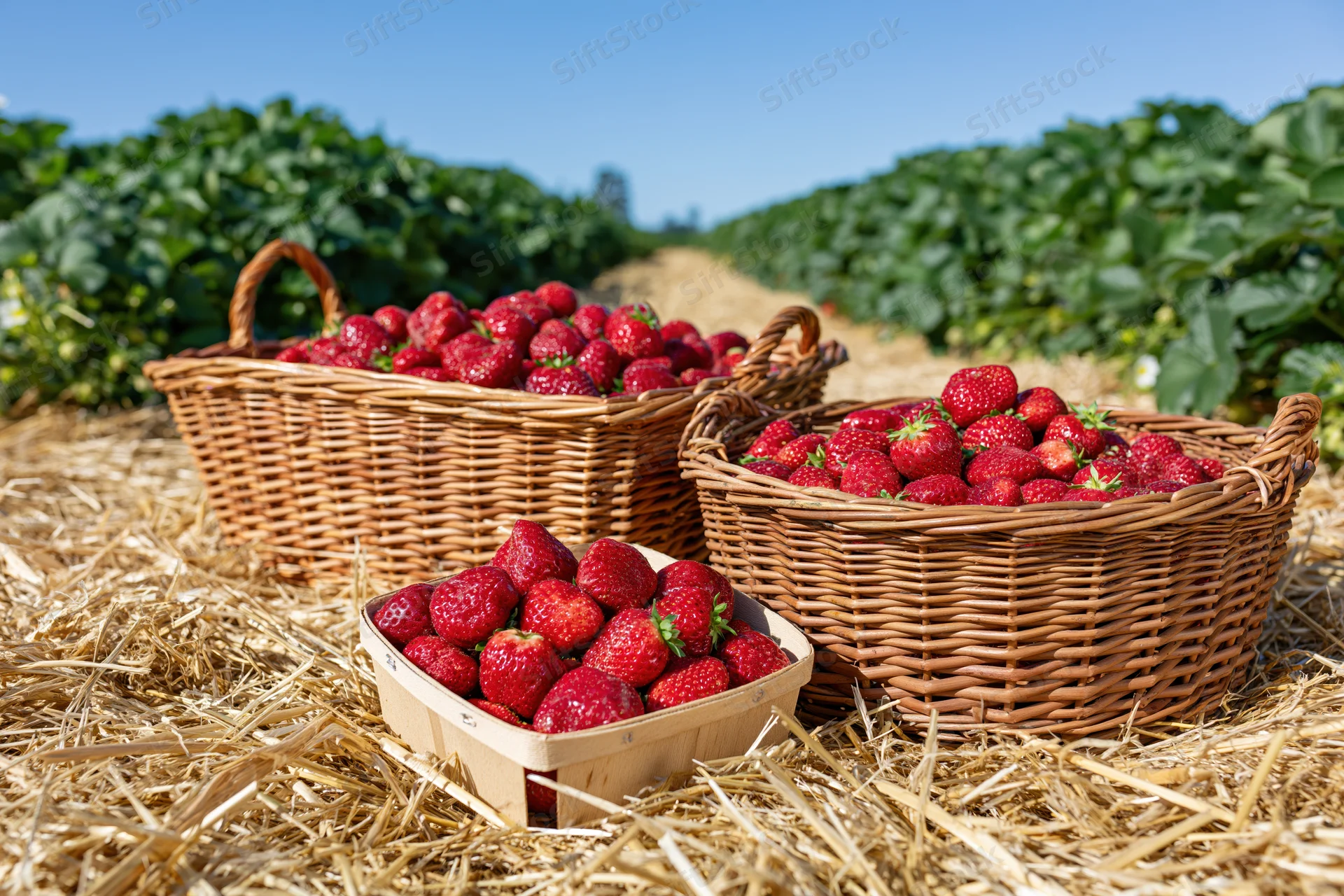 Wicker baskets and a cardboard punnet filled with ripe strawberries on straw in a strawberry field