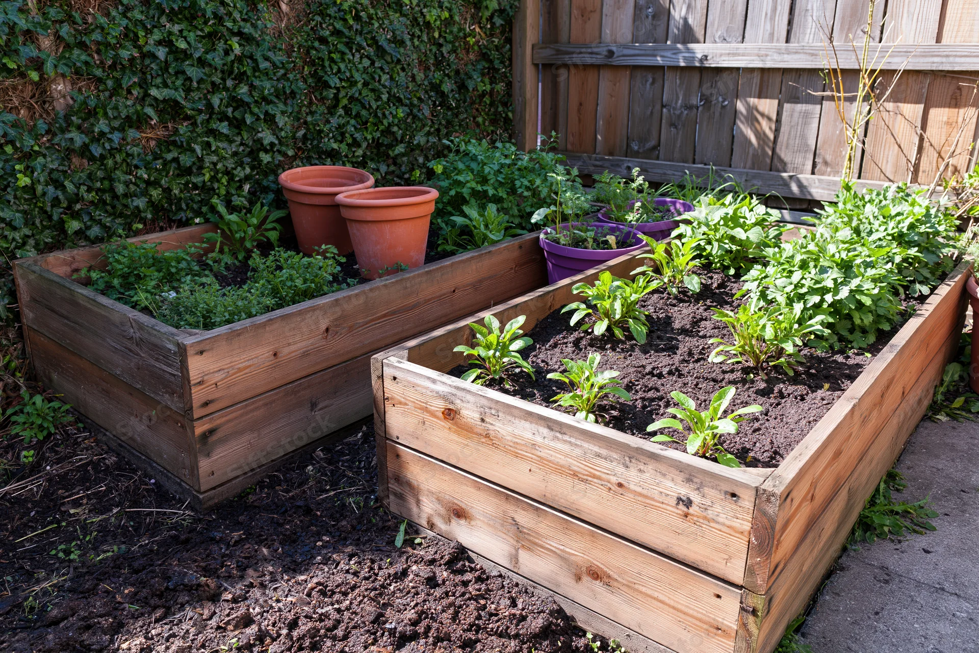 Two wooden raised garden beds filled with leafy green plants in a backyard corner