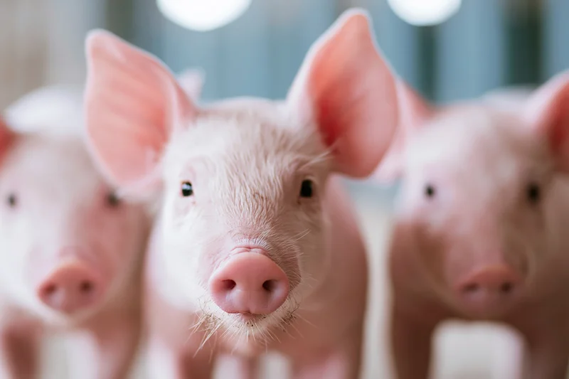 Three young piglets looking directly at camera inside a farm building