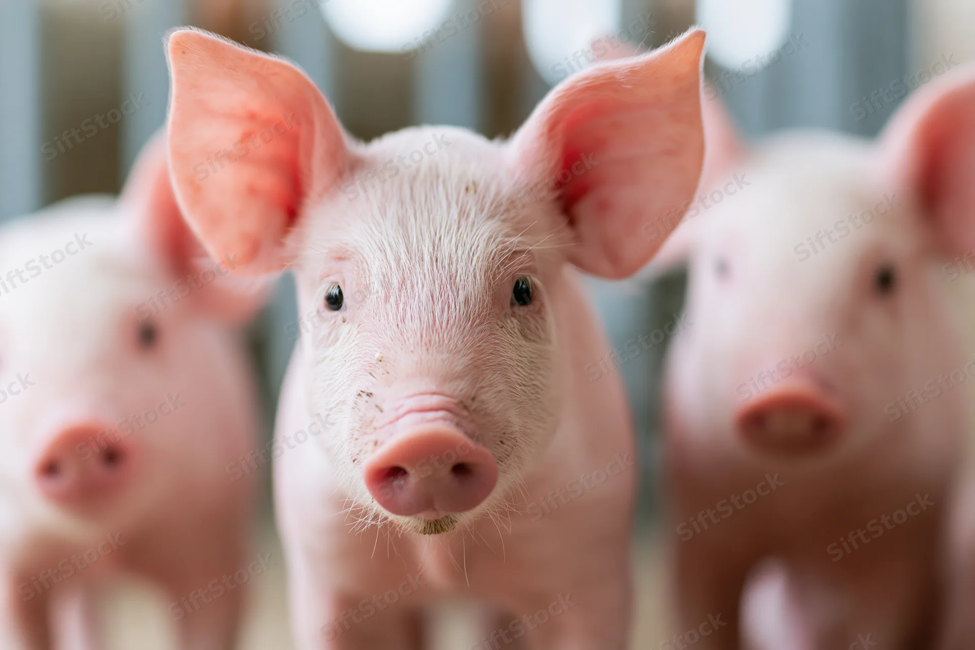 Three young piglets looking directly at camera inside a farm pen