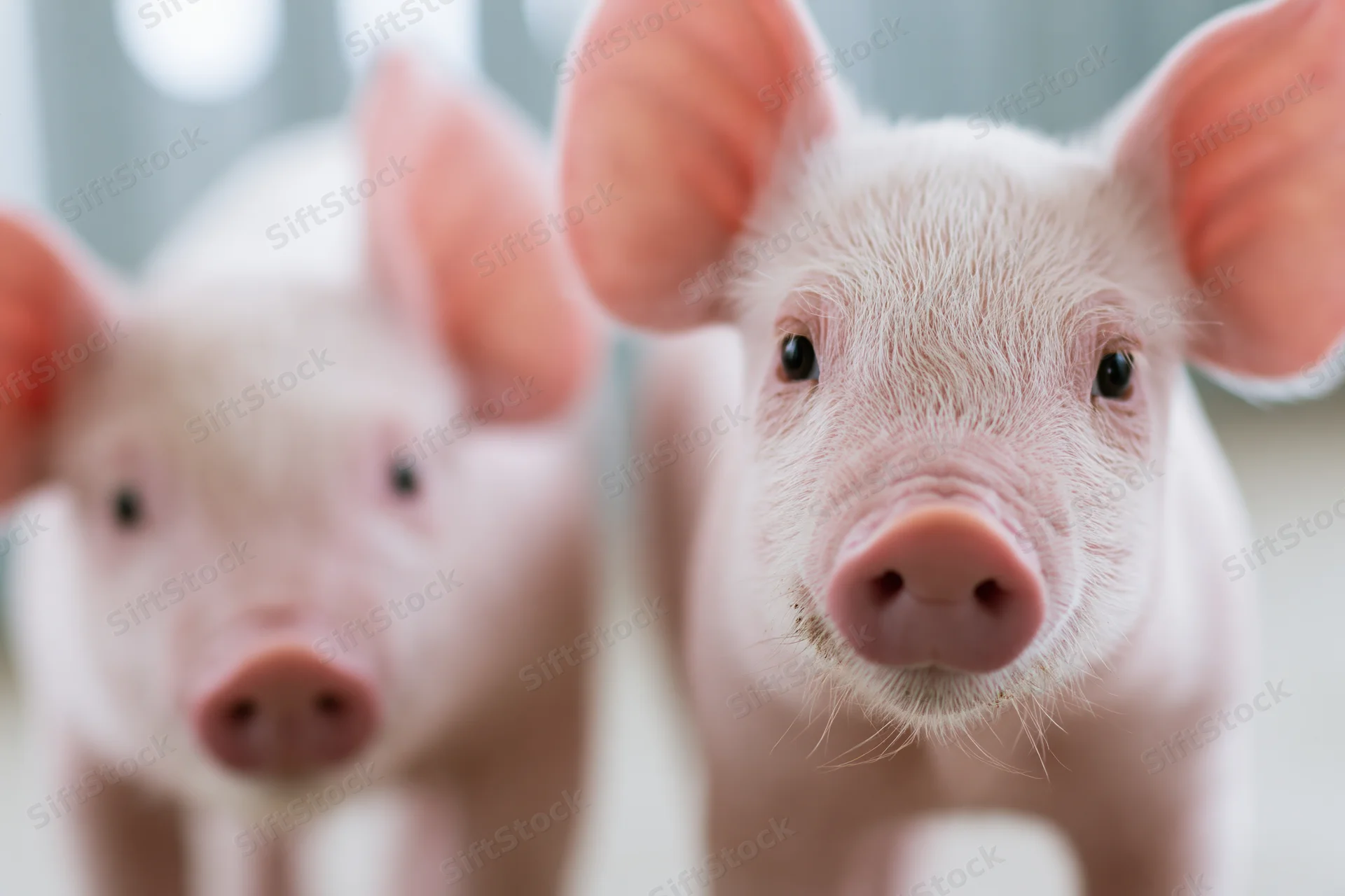 Two young piglets looking directly at camera inside a farm building