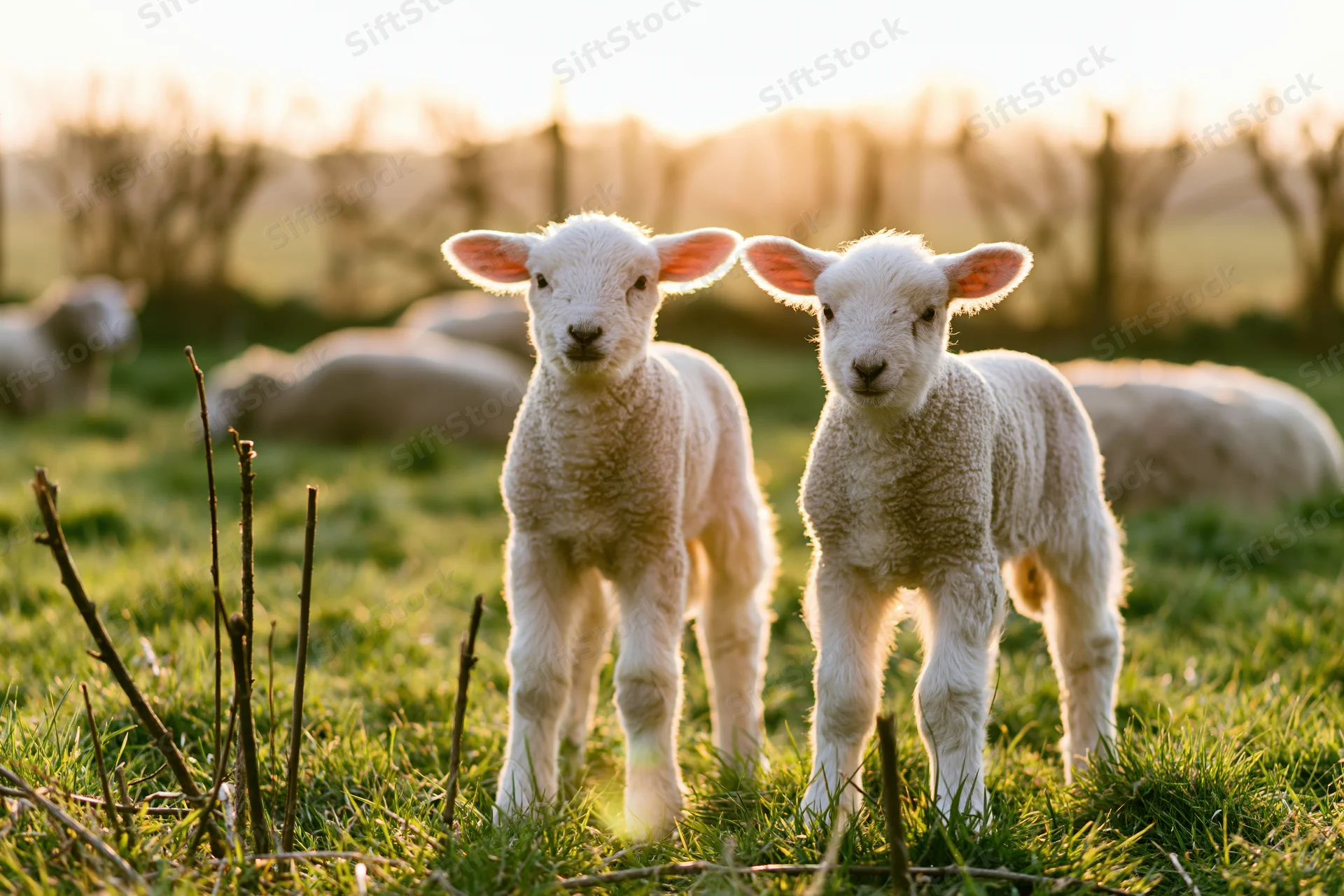 Two young white lambs standing side by side in a green pasture at sunrise