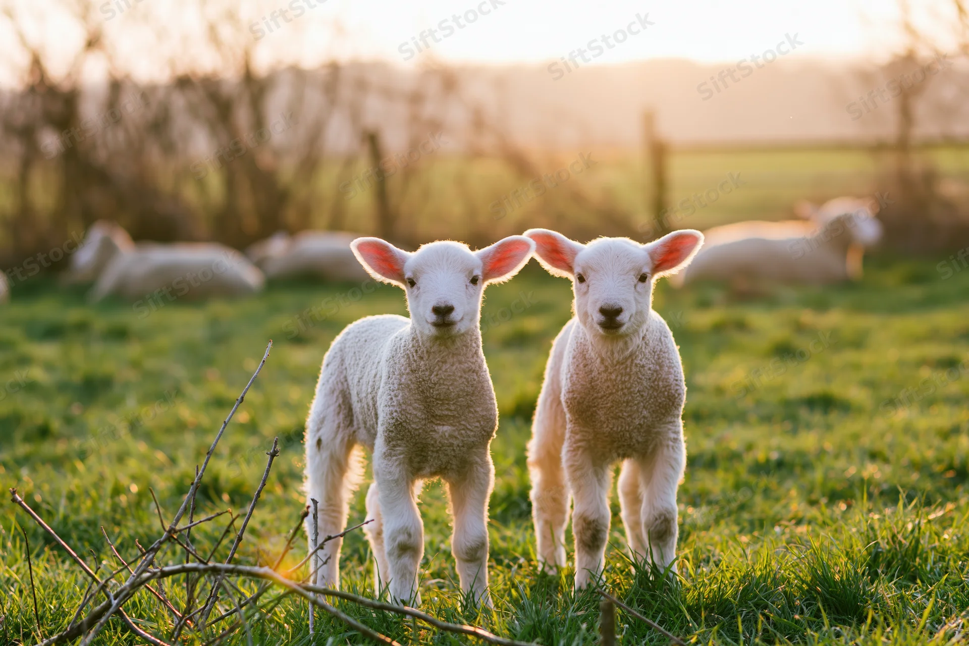 Two young white lambs standing side by side in a green pasture at sunrise