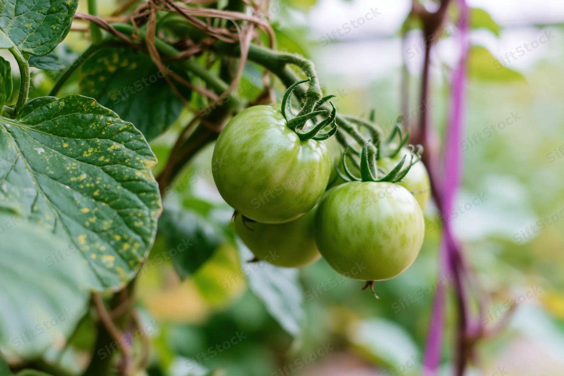 Unripe green tomatoes hanging on a vine in a greenhouse garden
