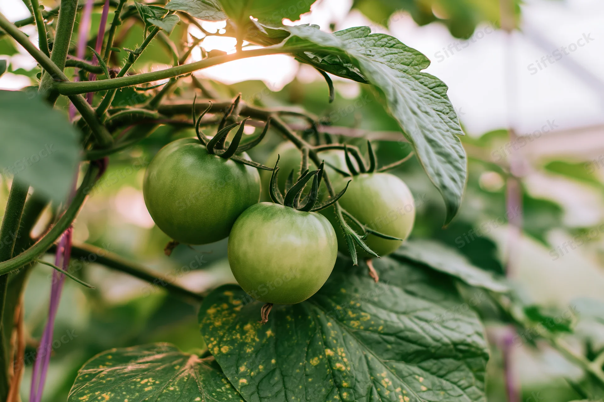 Unripe green tomatoes growing on a vine in a greenhouse with leaves and stems