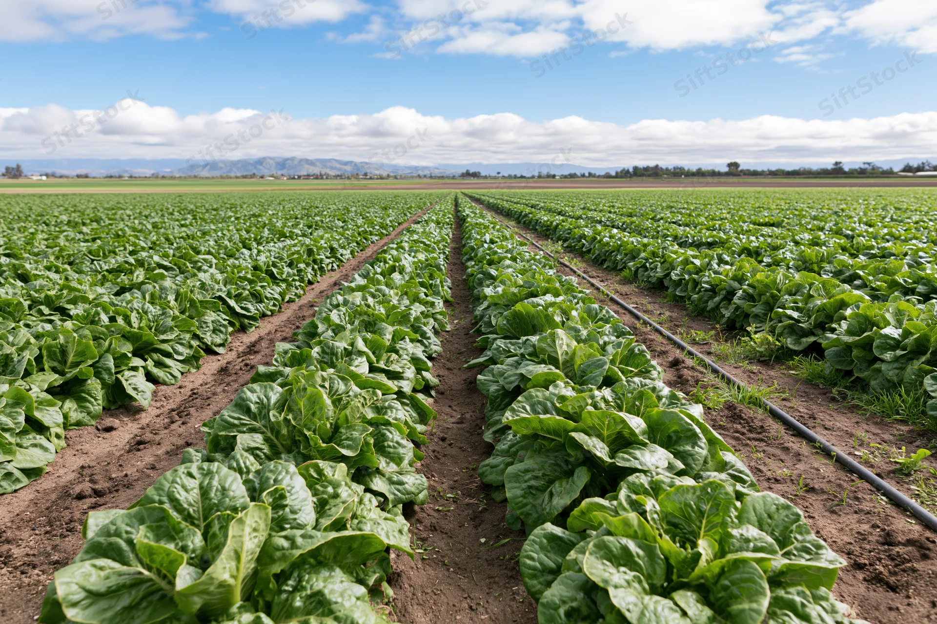 Converging rows of lettuce growing in a commercial field under a blue sky with clouds