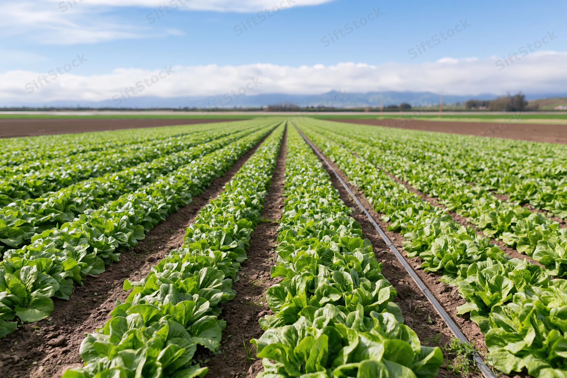 Long converging rows of lettuce growing in a commercial field under a blue sky with distant mountains