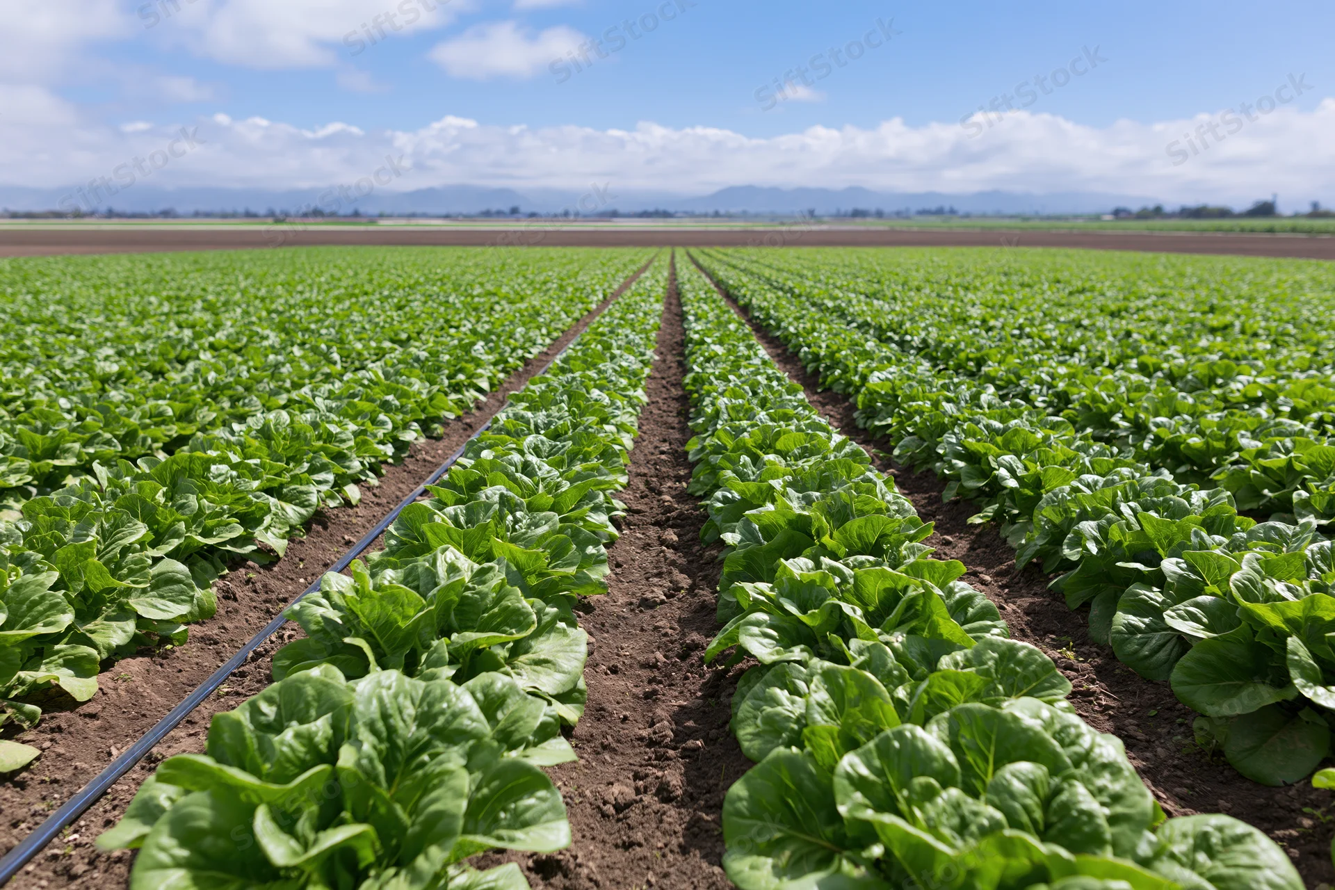 Rows of lettuce growing in a commercial field under a blue sky with distant mountains