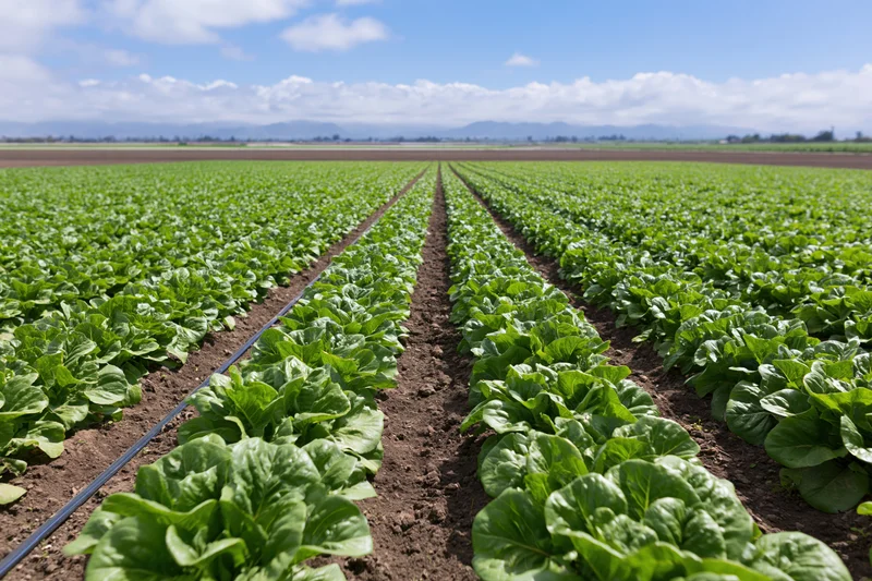 Rows of lettuce growing in a commercial field under a blue sky with distant mountains