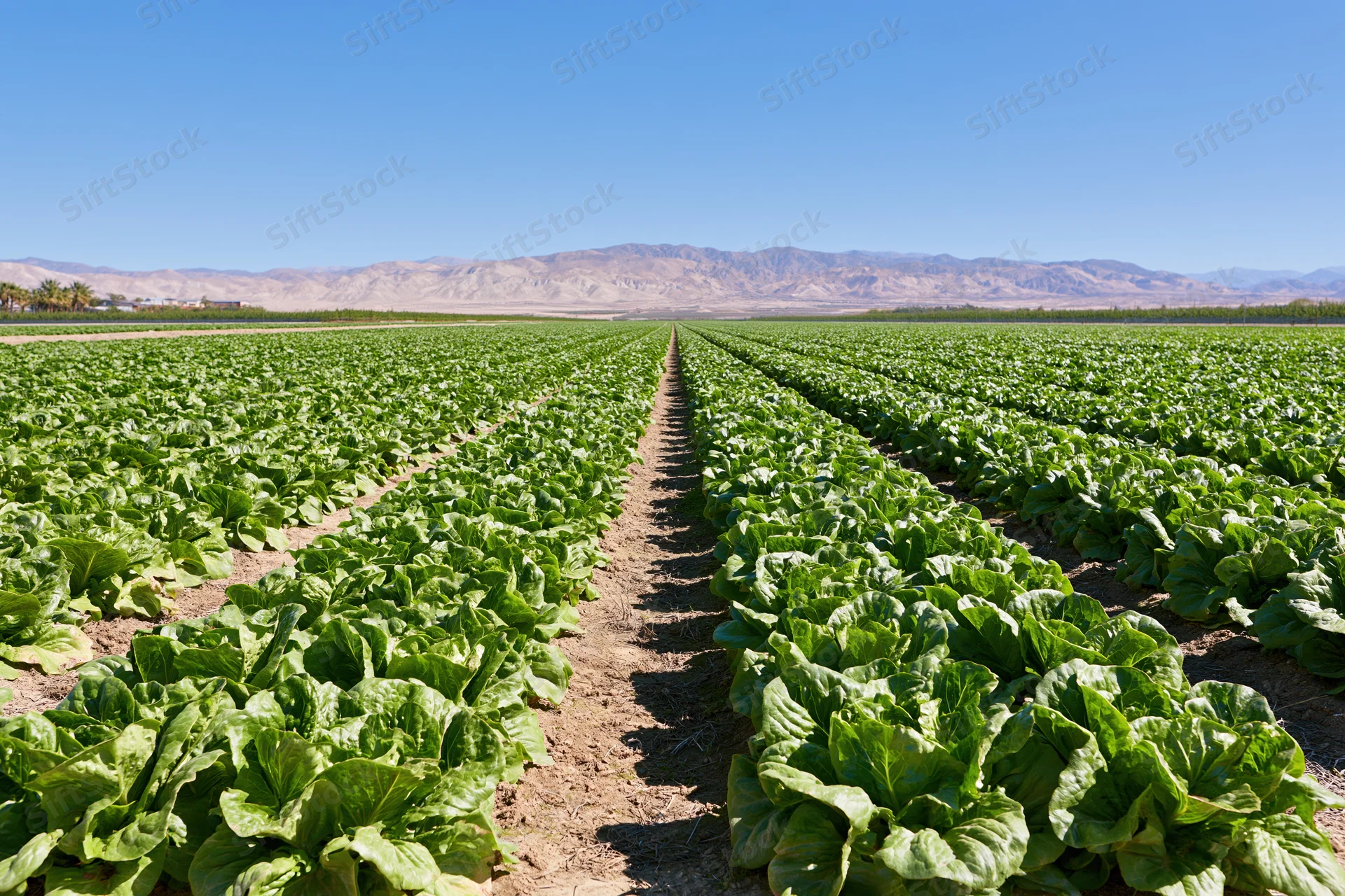 Long converging rows of lettuce growing in a commercial field under a clear blue sky with distant mountains in the background