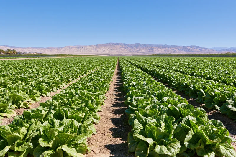 Long converging rows of lettuce growing in a commercial field under a clear blue sky with distant mountains in the background