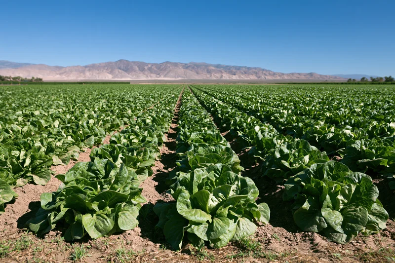 Rows of lettuce growing in a commercial field under a clear blue sky with distant mountains in the background
