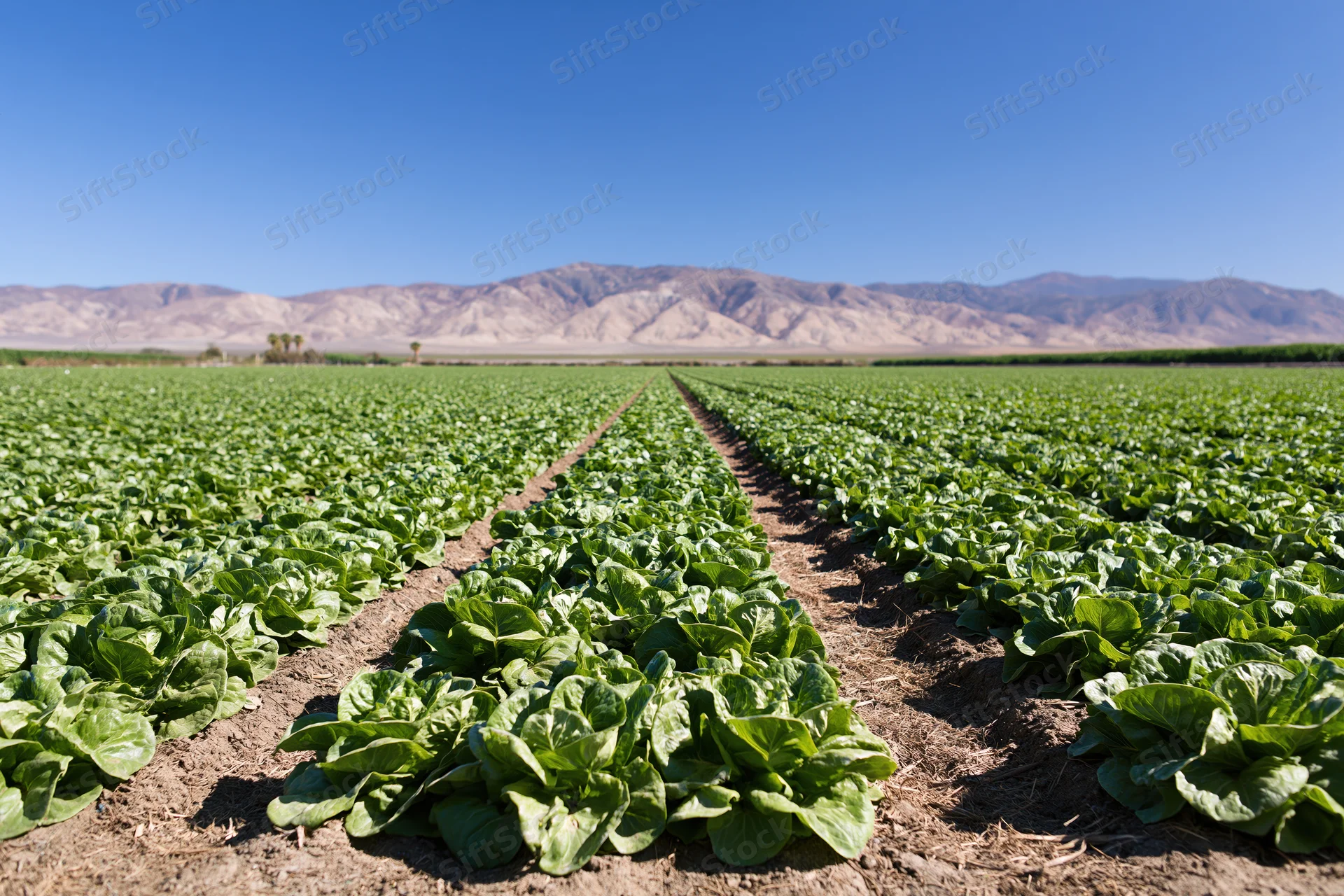 Rows of lettuce growing in a commercial field under a clear blue sky with mountains in the distance
