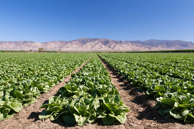 Rows of lettuce growing in a commercial field under a clear blue sky with mountains in the distance
