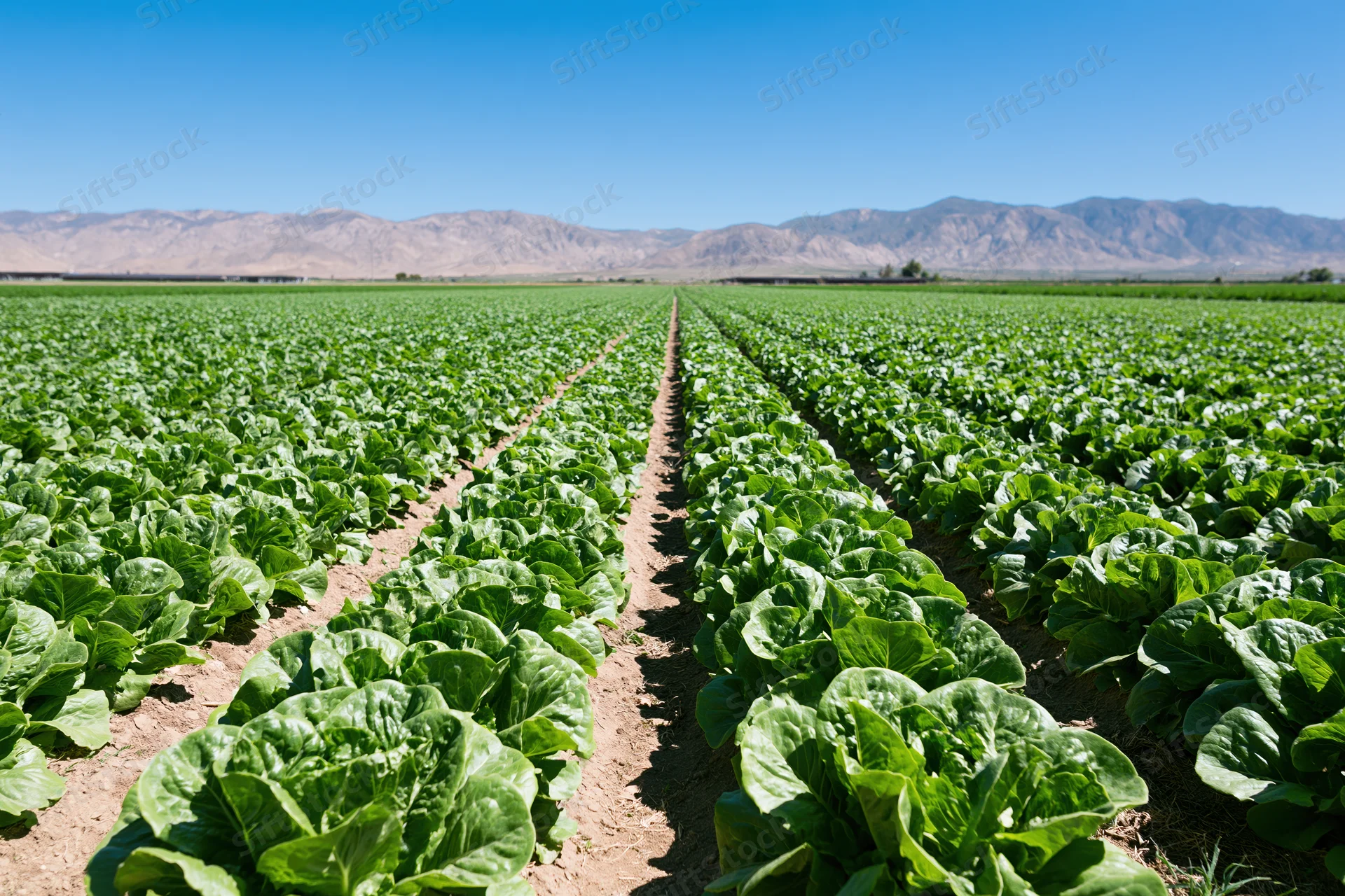 Rows of lettuce growing in a commercial field under a clear blue sky with distant mountains in the background