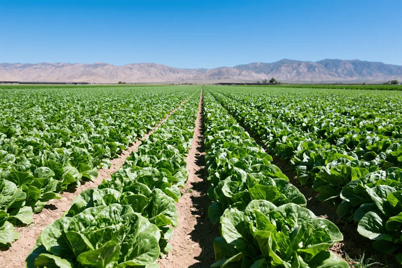 Rows of lettuce growing in a commercial field under a clear blue sky with distant mountains in the background
