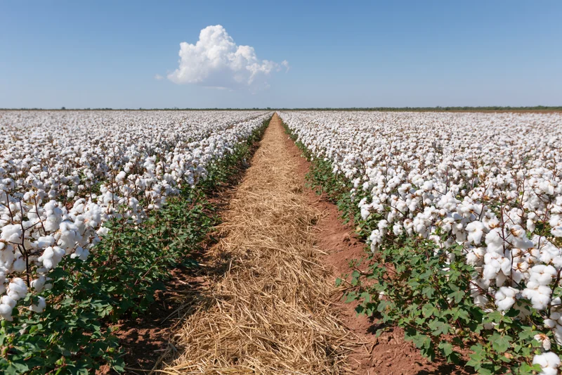 Rows of mature white cotton plants at peak harvest in a vast rural field