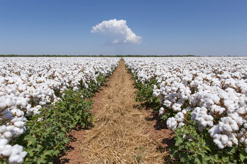Rows of mature cotton plants at peak harvest in a vast field under a clear blue sky with a single cloud