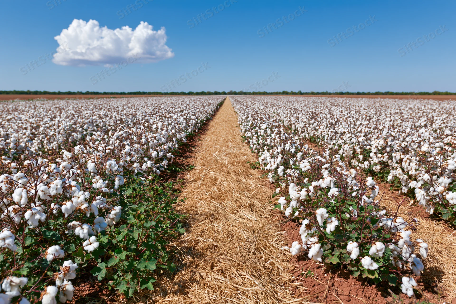 Rows of mature white cotton bolls in a vast field under a blue sky with a single cloud