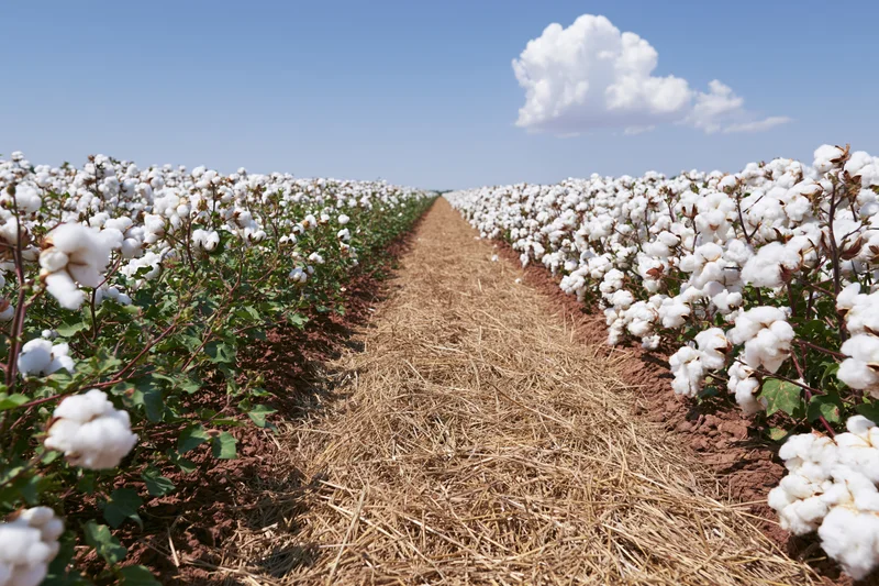 Rows of mature white cotton plants in a vast field at peak harvest under a blue sky with scattered clouds