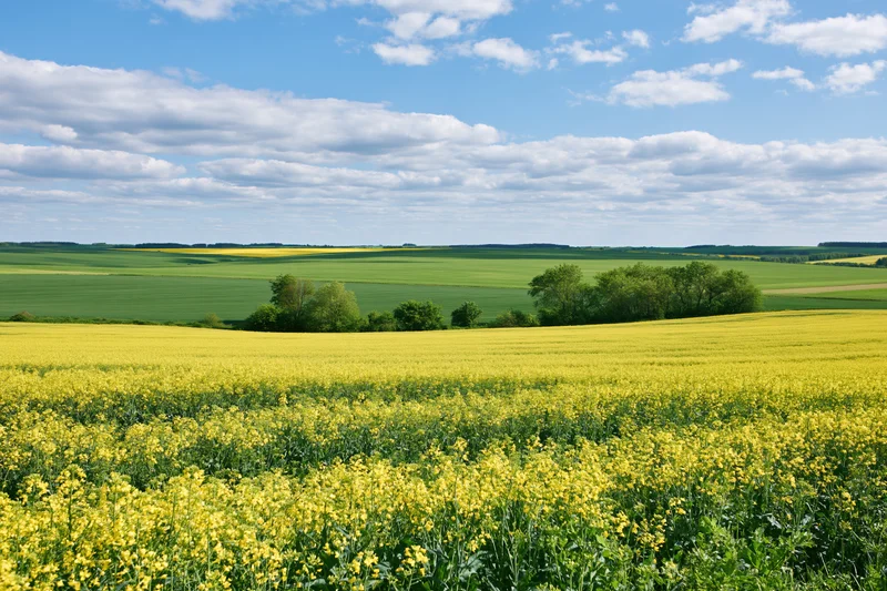 Flowering rapeseed field stretching to the horizon under a blue sky with scattered clouds