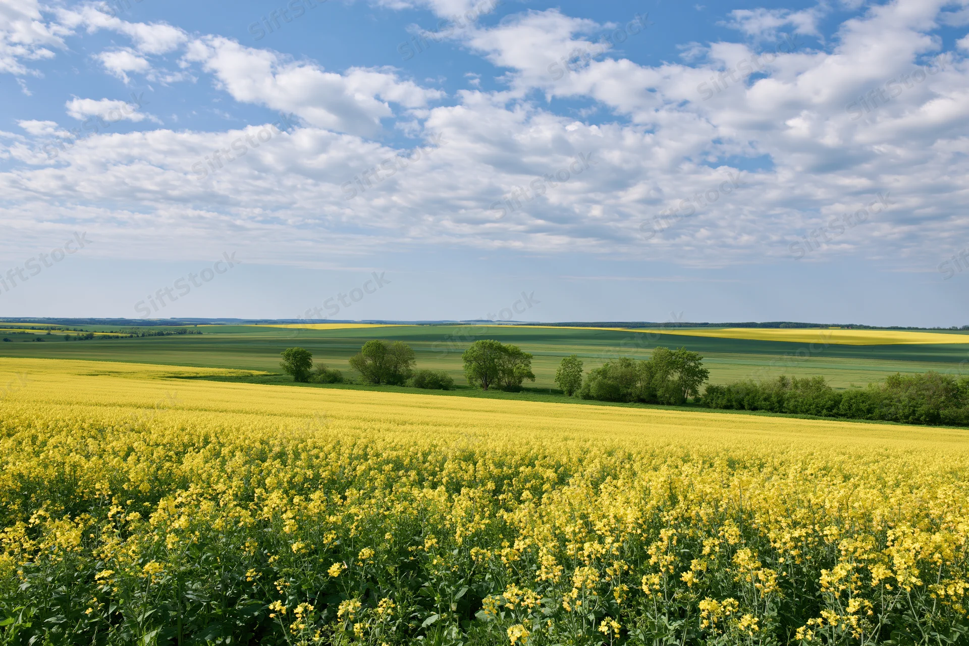 Flowering rapeseed field stretching to the horizon under a blue sky with scattered clouds