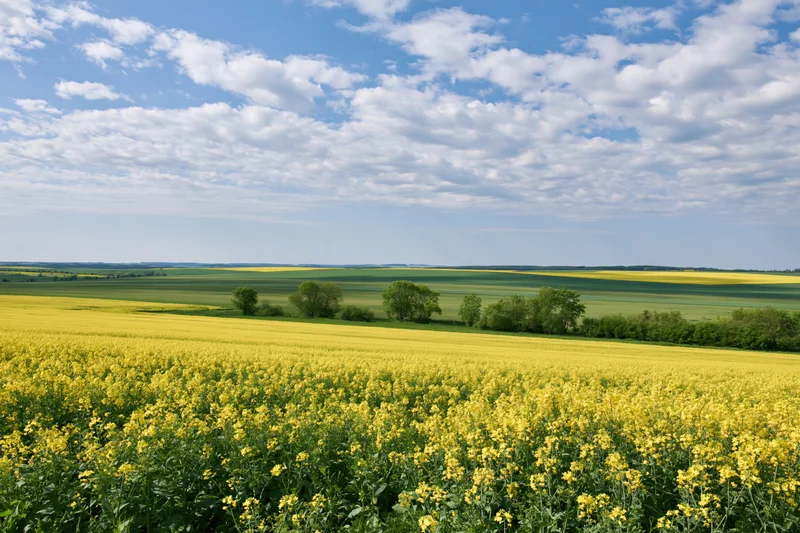 Flowering rapeseed field stretching to the horizon under a blue sky with scattered clouds