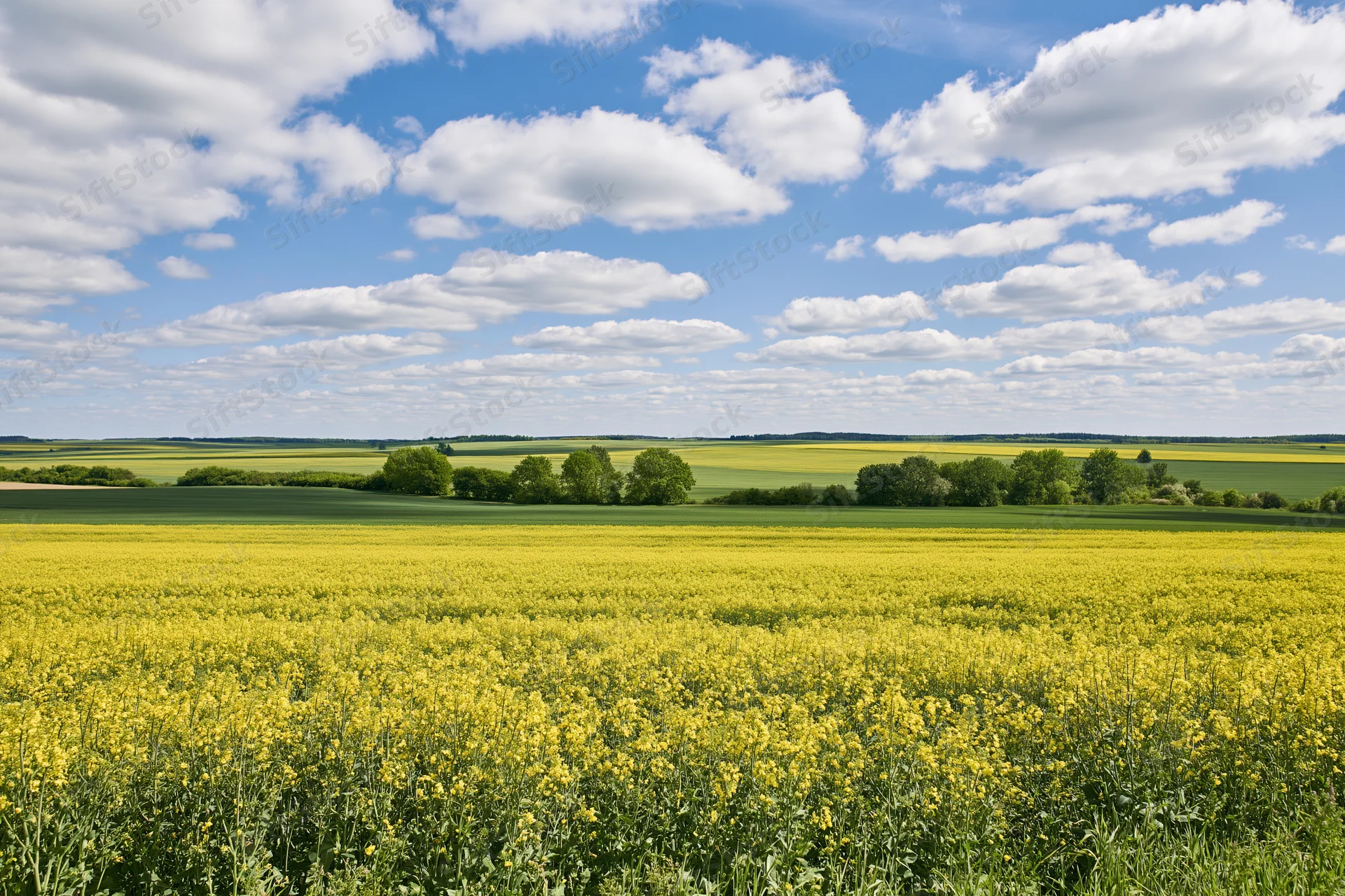 Flowering rapeseed field stretching to the horizon under a blue sky with scattered clouds