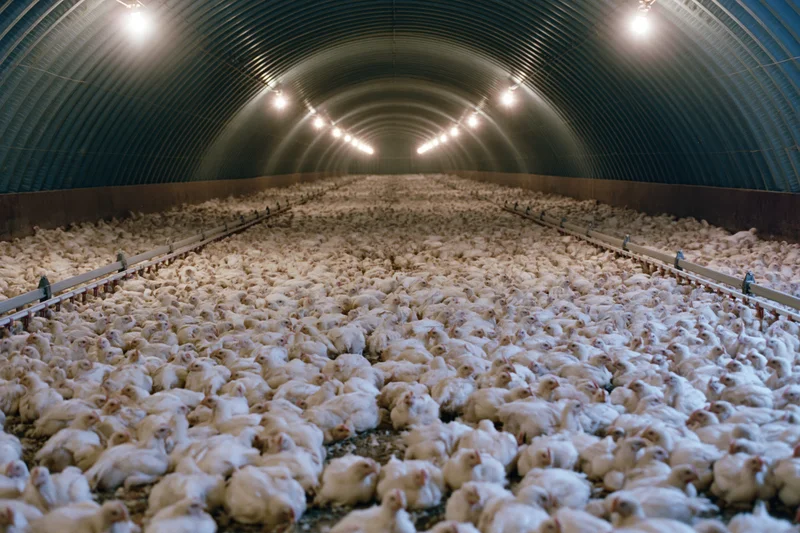 Thousands of white chickens densely packed in a large industrial poultry barn with arched metal ceiling and overhead lighting