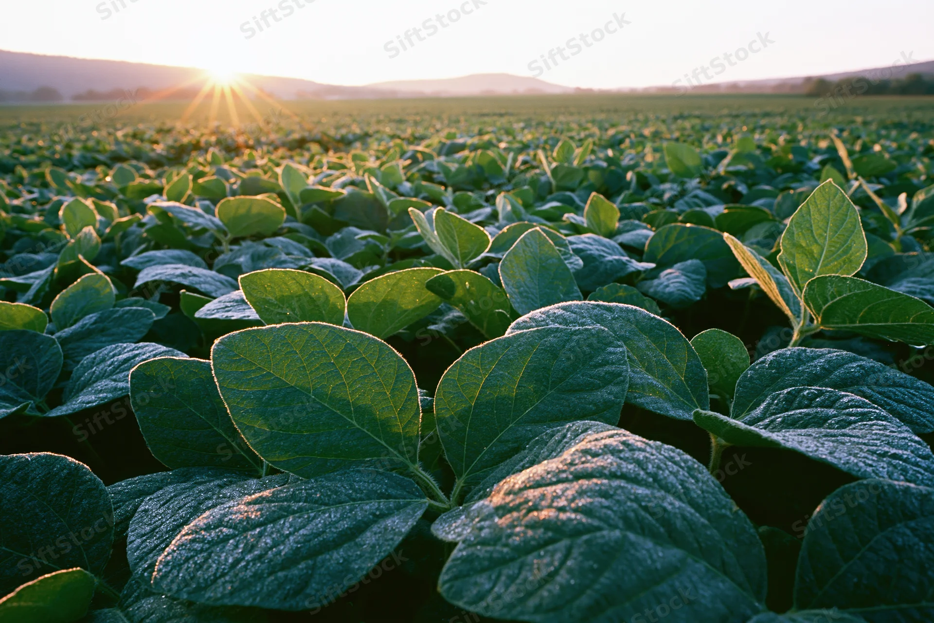 Soybean field stretching to the horizon at sunrise, low wide-angle view showing dense green foliage in the foreground
