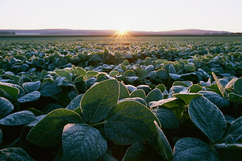 Soybean field stretching to the horizon at sunrise with low wide-angle view