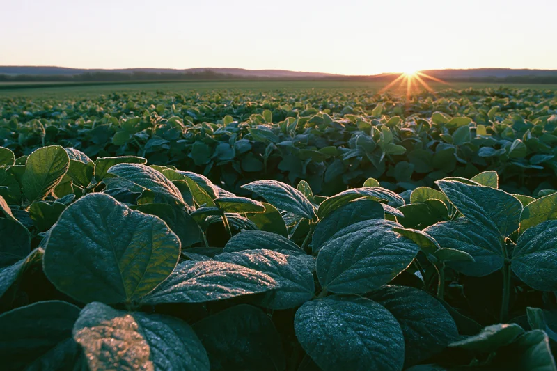 Soybean field stretching to the horizon at sunrise with low wide-angle view