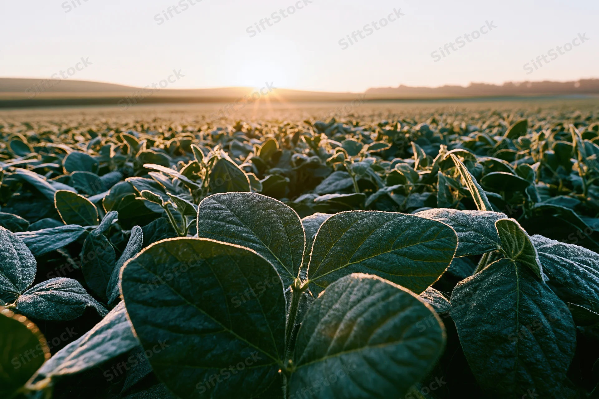 Soybean field stretching to the horizon at sunset, low wide-angle view with close-up leaves in foreground