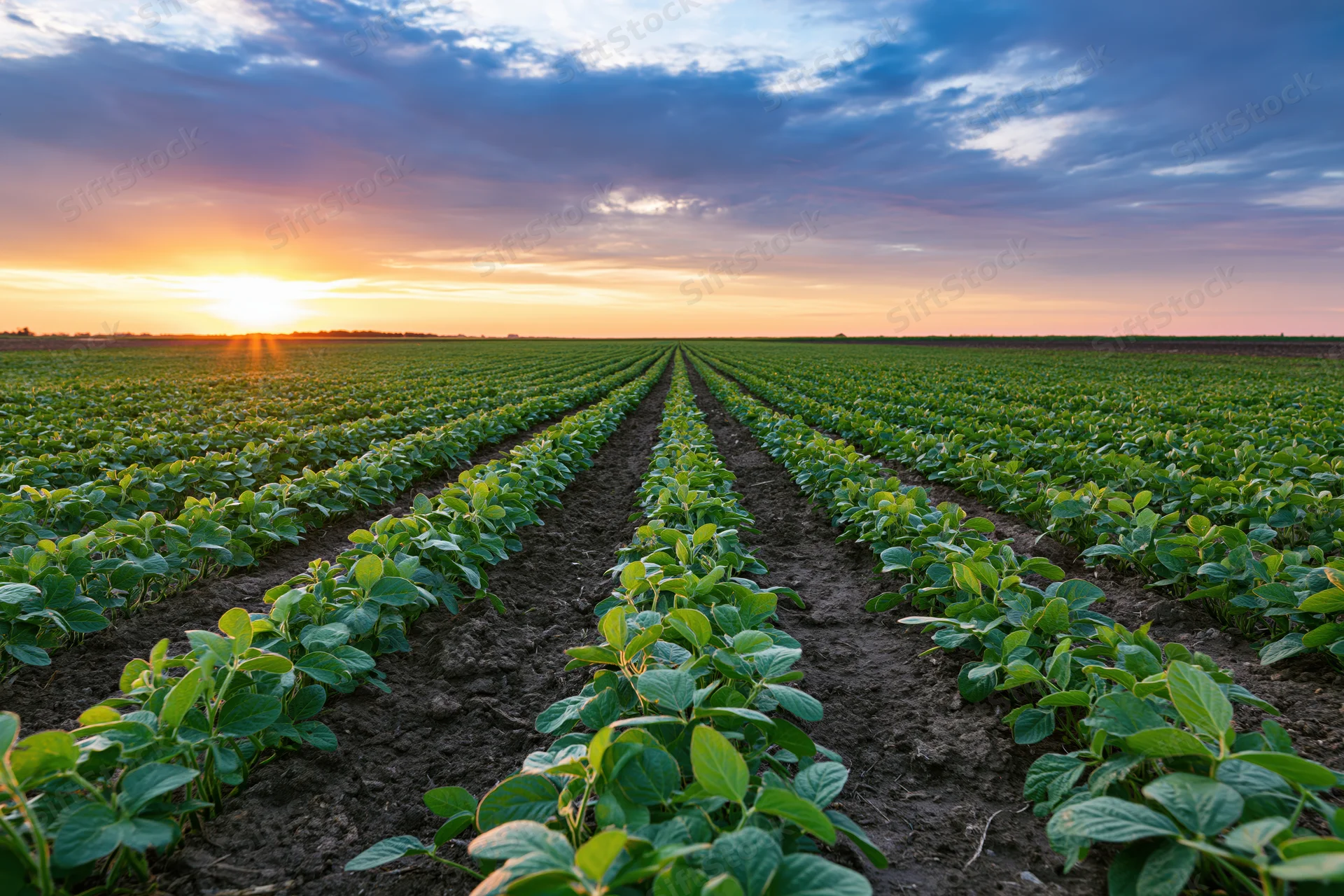 Soybean plants growing in converging rows across a vast field at sunset