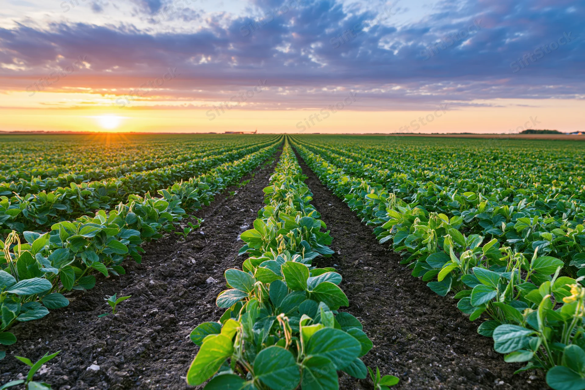 Soybean plants growing in converging rows across a vast field at sunset