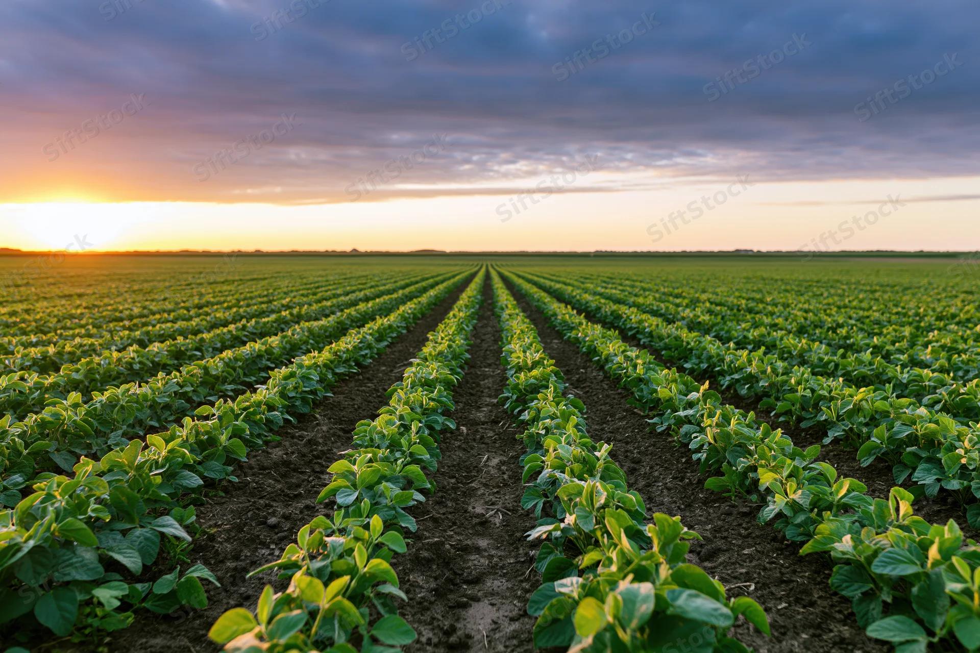 Soybean crop rows converging toward the horizon in a vast field at sunset