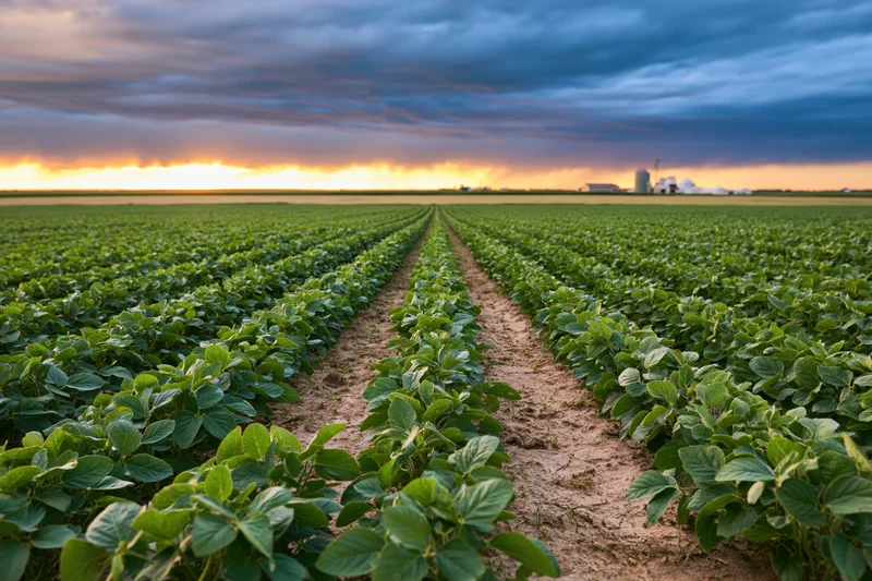 Soybean crop rows converging toward distant farm buildings under stormy sunset sky