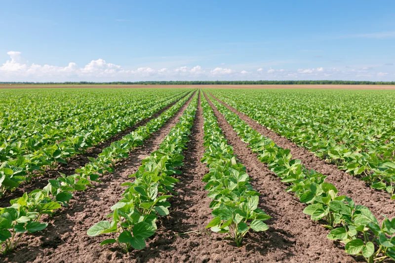 Soybean plants growing in straight rows across a vast field under a blue sky with scattered clouds