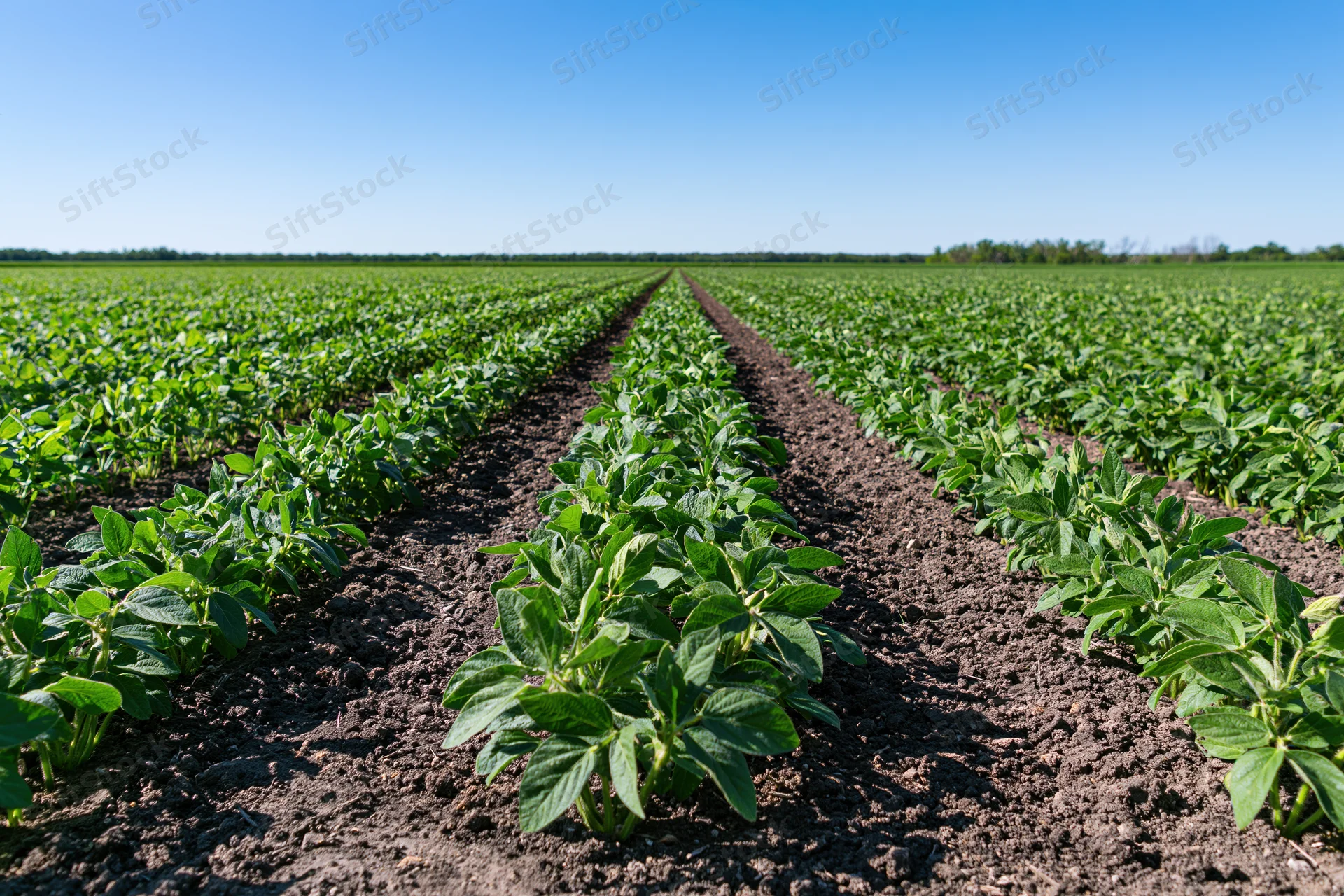 Soybean plants growing in straight rows across a vast field under a clear blue sky