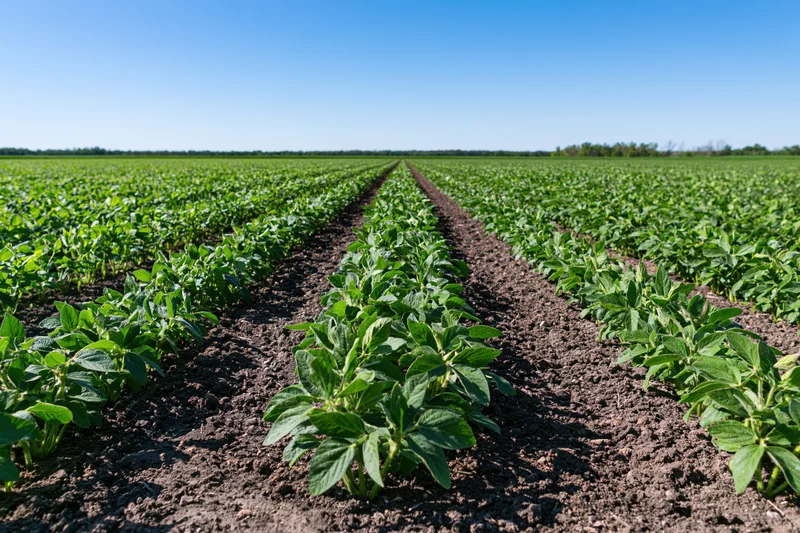 Soybean plants growing in straight rows across a vast field under a clear blue sky