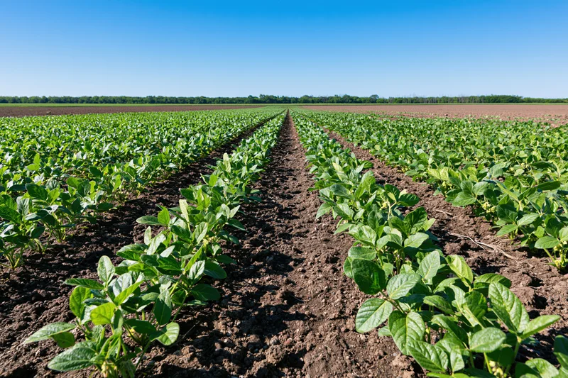 Soybean plants growing in straight rows across a vast field under a clear blue sky