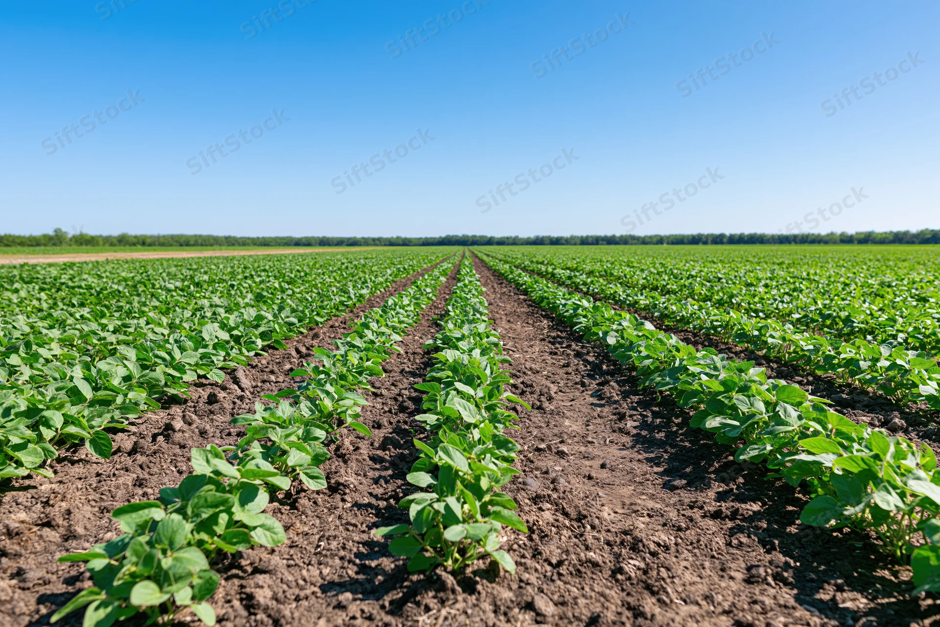 Soybean plants growing in straight rows across a vast field under a clear blue sky