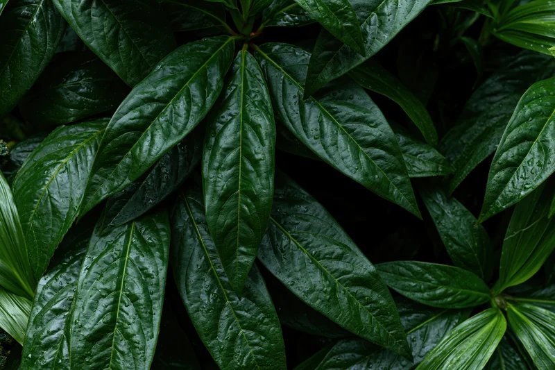 Wet tropical plant leaves densely filling the frame in overhead view
