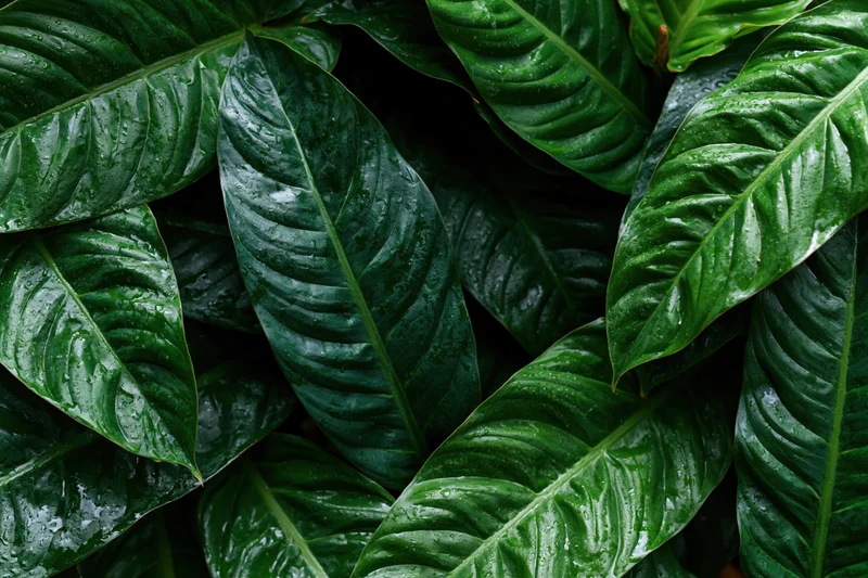 Wet tropical plant leaves densely filling the frame with glossy green foliage