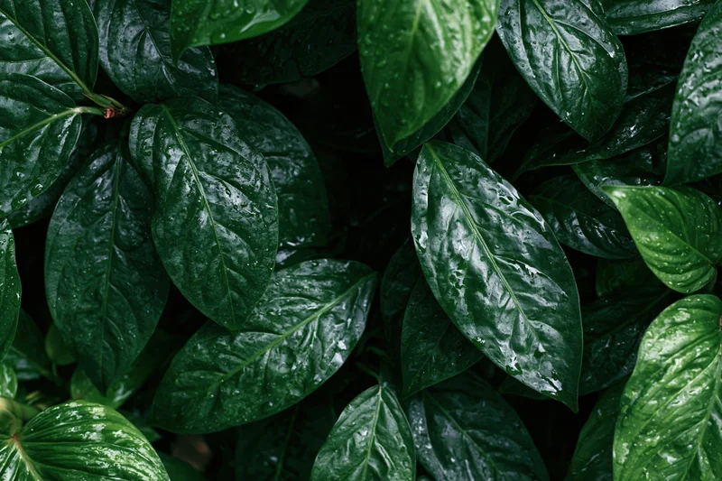 Wet tropical plant leaves densely filling the frame from above