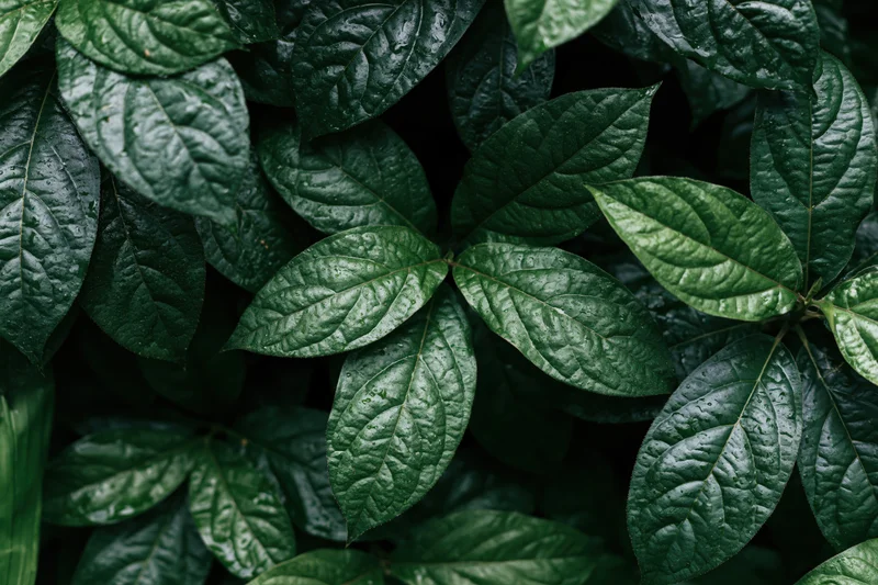 Wet tropical plant leaves densely filling the frame