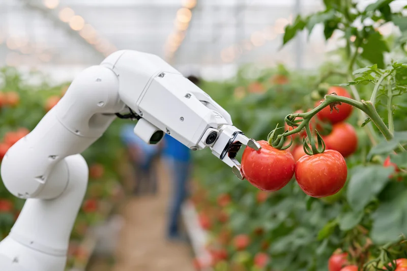Robotic arm harvesting ripe tomatoes in a greenhouse