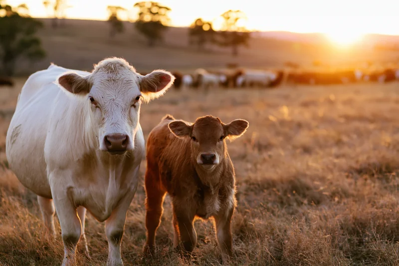 White cow and brown calf standing together in a dry grassy field at sunset