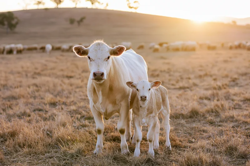 White cow and calf standing together in a dry grass field at sunset